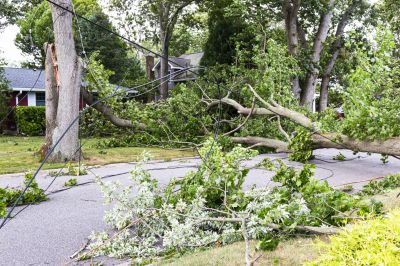 Fallen Tree Removal Services