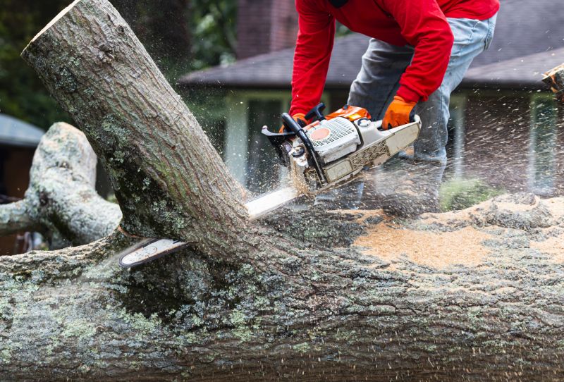 Top Rated Tree Removal Tools