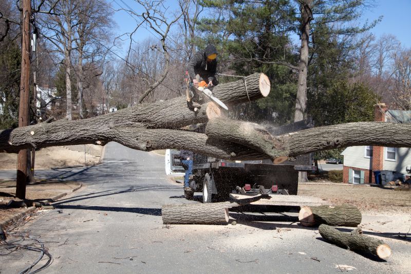 Tree Removal Services Information