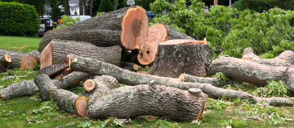 Large Tree Removal in Summerville
