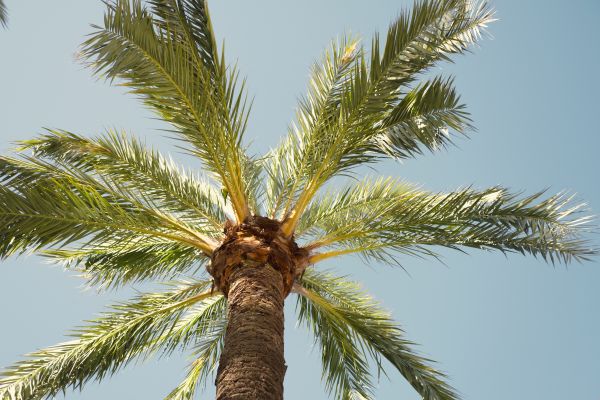 Palm Tree Removal in Summerville