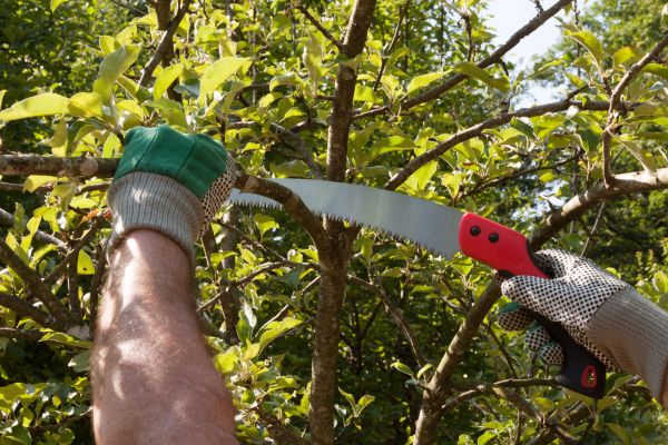 Small Tree Removal in Summerville