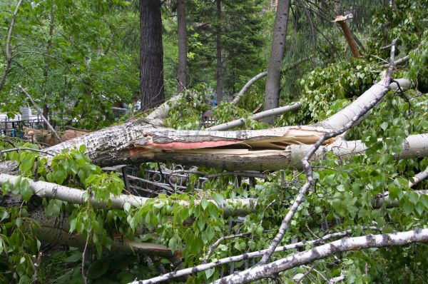 Birch Tree Removal in Summerville