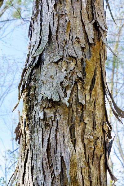 Hickory Tree Removal in Summerville