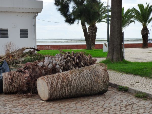 Palm Trees Removal in Summerville