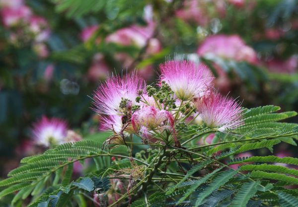 Mimosa Tree Removal in Summerville