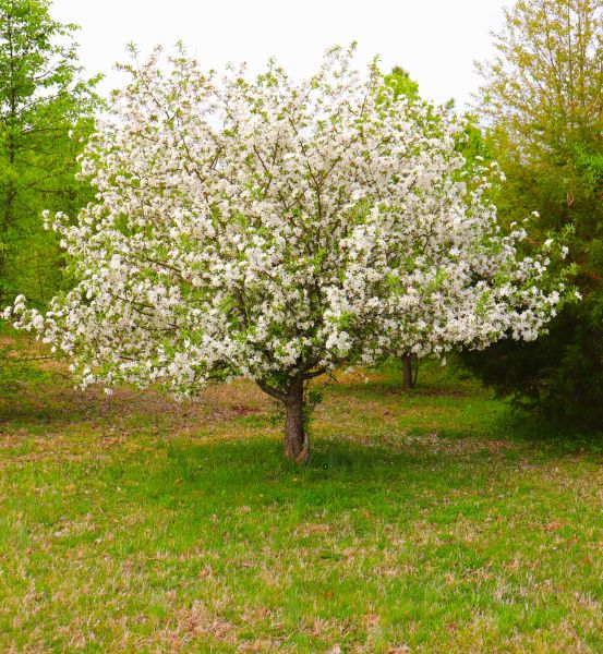 Dogwood Tree Removal in Summerville