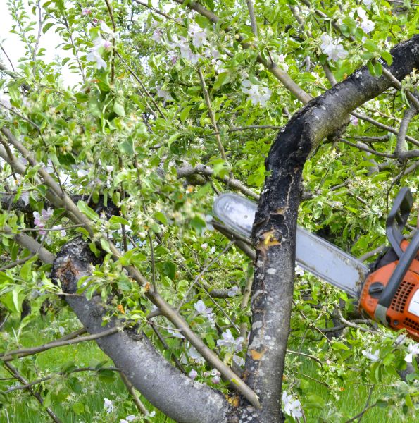 Apple Tree Removal in Summerville