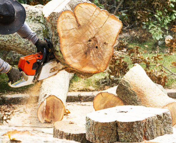 Tree Removal Service in Summerville