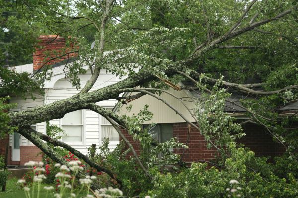 Emergency Tree Removal in Summerville