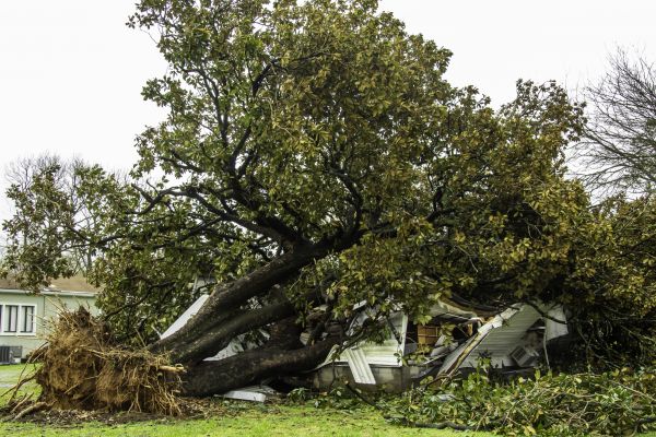 Fallen Tree Removal in Summerville