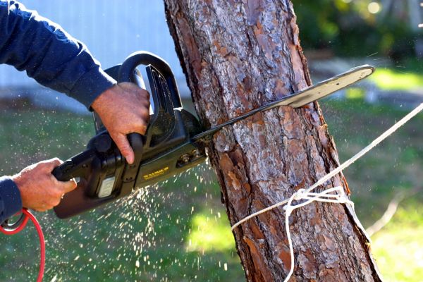 Dead Tree Removal in Summerville
