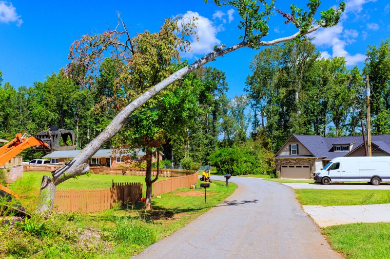 Tree Removal