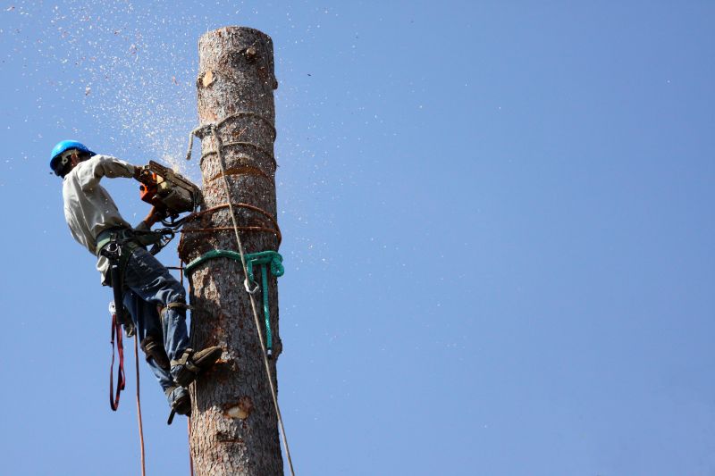 Cypress Tree Removal