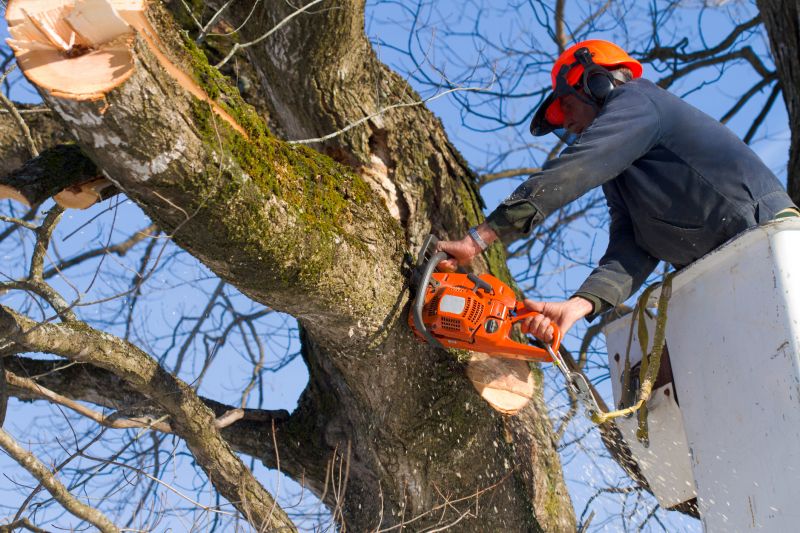 Dead Tree Removal