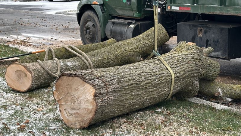 Dogwood Tree Removal