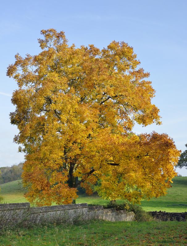 Hickory Tree Removal