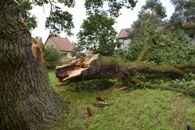 Spring Tree Removal