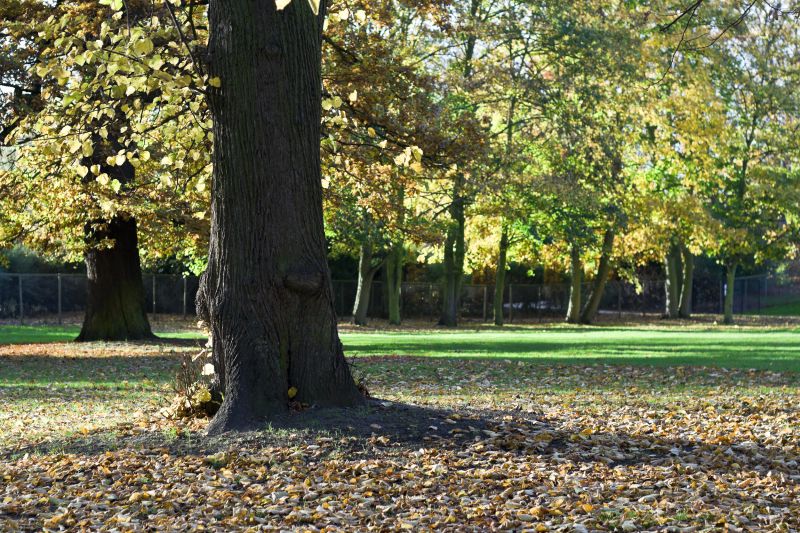 Autumn Tree Removal