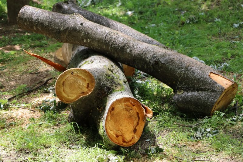 Spring Tree Cutting