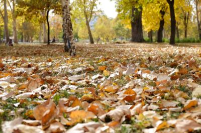 Autumn Tree Felling