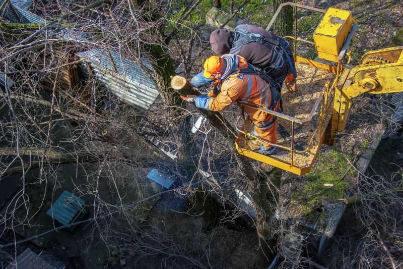 Safe Tree Removal Practices
