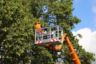 Tree Service Crew